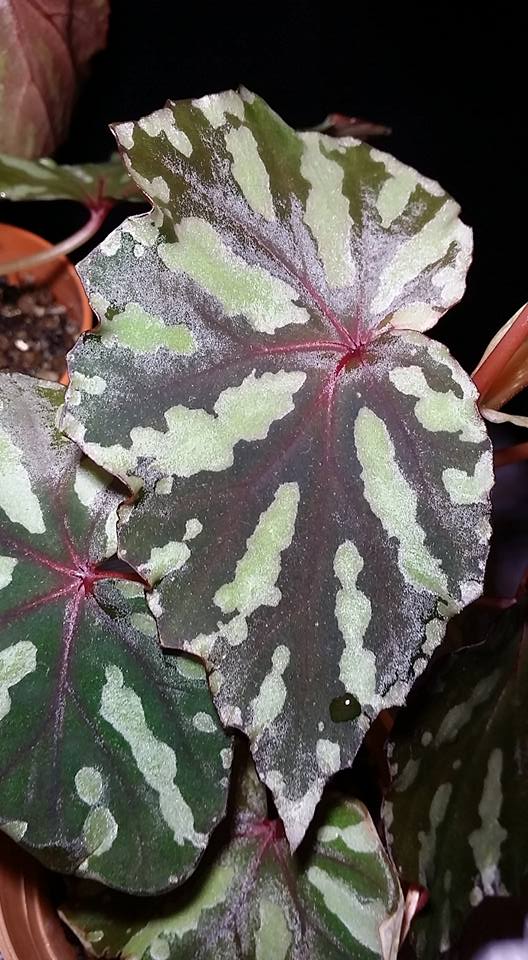 B. madaiensis